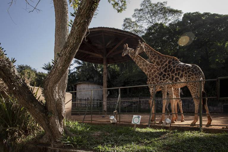 Zoológico de São Paulo